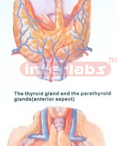 HUMAN THYROID GLAND, PARA THYROID GLAND AND THYMUS MODEL