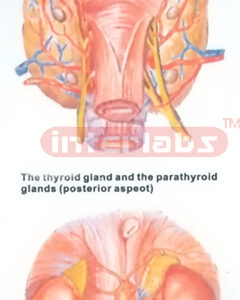 HUMAN THYROID GLAND, PARATHYROID GLANDS AND SUPRARENAL GLANDS MODEL