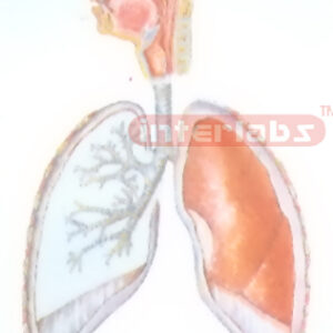 HANGIMG GENERAL ARRANGNEMENT MODEL OF RESPIRATORY SYSTEM