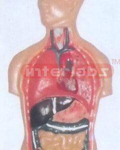 PRIMARY HUMAN TRUNK INTERNAL ORGANS MODEL, HANGING WOODEN PLATE