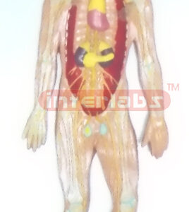 HUMAN ENDOCRINE SYSTEM WOODEN PLATE (A TYPE)