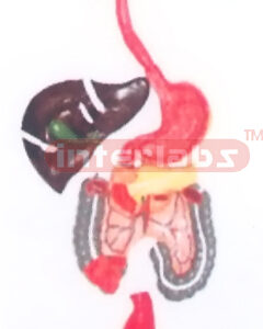 LIFE-SIZE, DIGESTIVE SYSTEM, HANGING PLASTIC PLATE