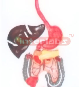 LIFE-SIZE, DIGESTIVE SYSTEM, HANGING WOODEN PLATE