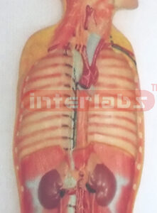 NATURAL ANATOMY OF AUTONOMIC NERVOUS SYSTEMATIC DISSECTION