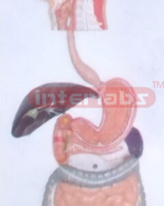 HANGING HUMAN DIGESTIVE SYSTEM MODEL