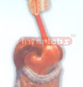HANGING HUMAN DIGESTIVE SYSTEM