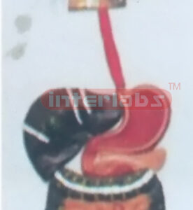 LIFE-SIZE, FASTNESS DIGESTIVE SYSTEM, HANGING, WOODEN PLATE (A TYPE)