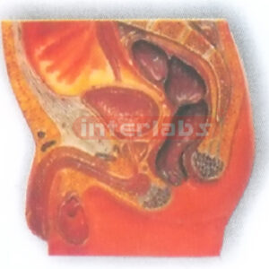 HANGING. HUMAN MALE PELVIS CAVITY MODEL