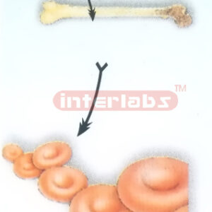 HANGING. HUMAN RED BLOOD CELL FORMING MODEL