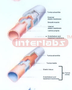 BLOOD TUBE STRUCTURE MODEL