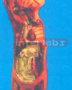 HUMAN PRIMARY PROFILE IN SAGITAL SECTION MODEL, HANGING