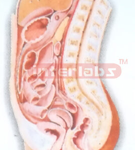 HUMAN FEMALE ABDOMINAL CAVITY (MEDIAN SAGITTAL SECTION) MODEL