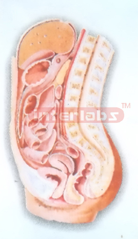 HUMAN FEMALE ABDOMINAL CAVITY (MEDIAN SAGITTAL SECTION) MODEL