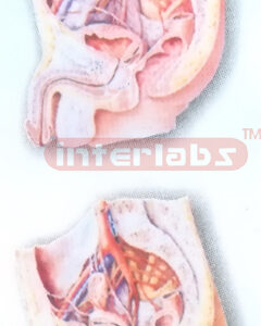 HUMAN ARTERIES MODEL OF THE MALE & FEMALE PELVIC CAVITY (MEDIAN SAGITTAL SECTION)