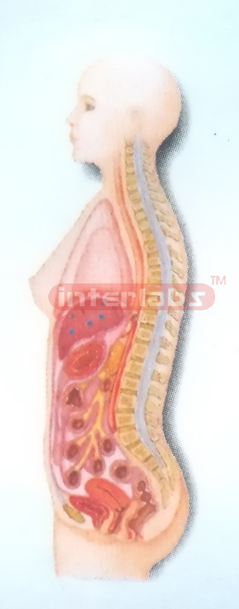 HANGING FEMALE INNER ORGANS MODEL IN ABDOMINAL CAVITY