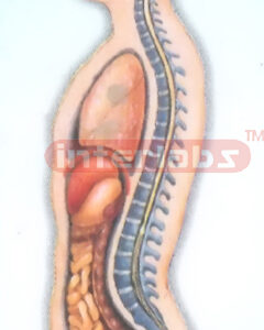HANGING MALE INNER ORGANS MODEL IN ABDOMINAL CAVITY