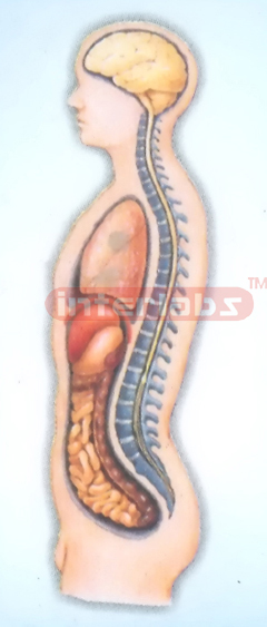 HANGING MALE INNER ORGANS MODEL IN ABDOMINAL CAVITY