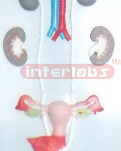 FEMALE UROGENITAL SYSTEM, PLASTIC PLATE ON BASE (FULL VIEW URINARY SYSTEM) (A TYPE)
