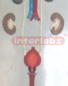 HUMAN MALE URINARY SYSTEM? HANGING & PLASTIC PLATE