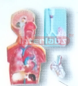 HANGING HUMAN RESPIRATORY CIRCULATION SYSTEM MODEL