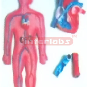 HANGING HUMAN CIRCULATION SYSTEM MODEL