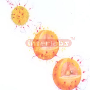 HANGING HUMAN SEXUAL INTERCOURSE (SPERM AND EGY COMBINES) DEMONSTRATING MODEL