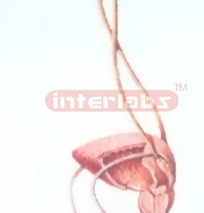 HANGING GENERAL ARRANGEMENT MODEL OF THE MALE UROGENITAL SYSTEM