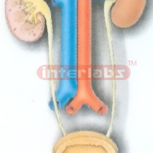 HANGING HUMAN COMMON DISEASE MODEL OF UROGENITAL SYSTEM