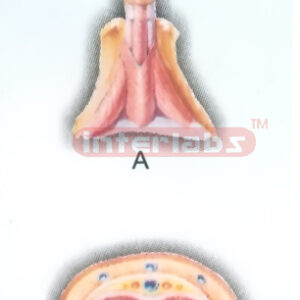 HANGING HUMAN TRANSVERSE SECTION MODEL THROUGH BODY OF THE PENIS