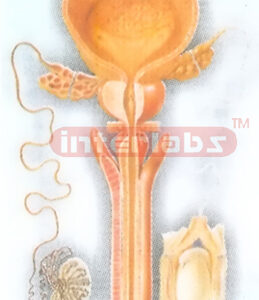 HANGING HUMAN MALE ORGANS ANATOMICAL MODEL
