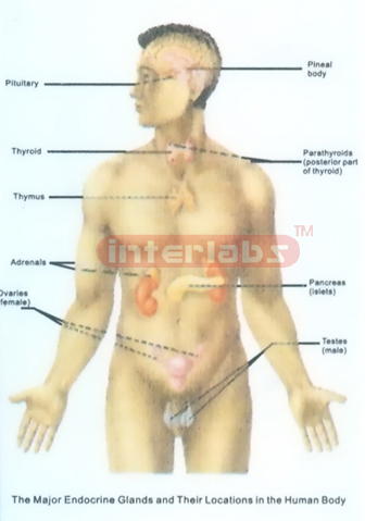 MAJOR ENDOCRINE GLANDS AND THEIR LOCATIONS IN THE BODY