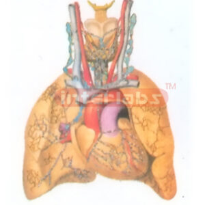 THE LYMPH VESSELS AND THE LYMPH NODES OF THE THORACIC VISCERAE