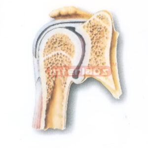 HUMAN SHOULDER JOINT (CORONAL SECTION) MODEL