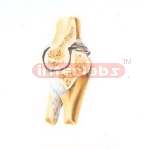 HANGING HUMAN JOINTS SECTIONAL COLLECTION