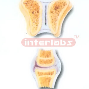 HANGING HUMAN JOINTS SECTIONAL COLLECTION