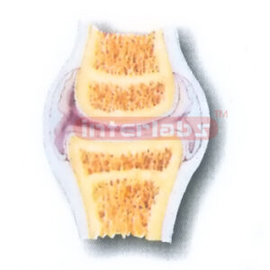 HUMAN ARTICULAR JOINT MODEL