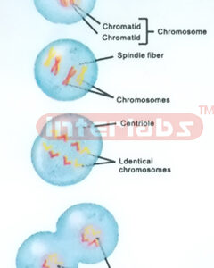 HANGING HUMAN CHANGING AND DEMONSTRATING MODEL OF CHROMOSOME