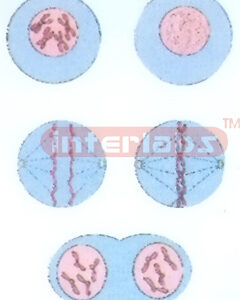 HANGING HUMAN CHANGING AND DEMONSTRATING MODEL OF CHROMOSOME