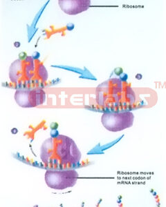 HANGING HUMAN DNA CHANGING AND DEMONSTRATING MODEL