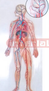 HUMAN BLOOD CIRCULATION SYSTEM WOODEN PLATE, HANGING (C TYPE)
