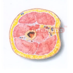 HUMAN TRANSVERSE SECTION MODEL THROUGH THE MIDDLE 1/3 OF THE RIGHT ARM (B)HUMAN TRANSVERSE SECTION MODEL THROUGH THE MIDDLE 1/3 OF THE RIGHT ARM (B)