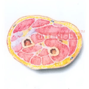 HUMAN TRANSVERSE SECTION MODEL THROUGH THE MIDDLE 1/3 OF RIGHT FOREARM (B)