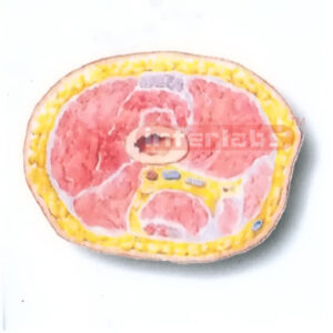 HUMAN TRANSVERSE SECTION MODEL THROUGH THE PROXIMAL 1/3 OF THE RIGHT THIGH (C)