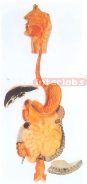 HUMAN DIGESTIVE SYSTEM, HANGING & PLASTIC PLATE