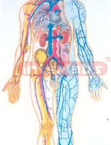 SAMLL HANGING HUMAN BLOOD FULL CIRCULATION SYSTEM MODEL
