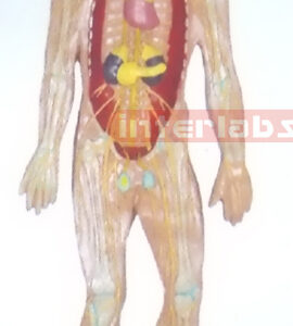 HANGING HUMAN BLOOD FULL CIRCULATION SYSTEM MODEL
