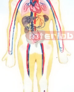 SMALL HANGING HUMAN BLOOD FULL CIRCULATION SYSTEM MODEL