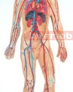 SMALL HANGING HUMAN VEIN BLOOD CIRCULATION MODEL
