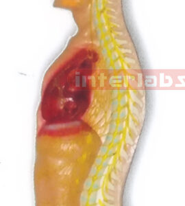 HANGING MALE HUMAN AUTONOMIC NERVOUS SYSTEM MODEL