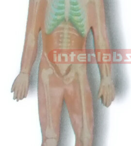 MAGNET-HANGING HUMAN SKELETON SYSTEM MODEL